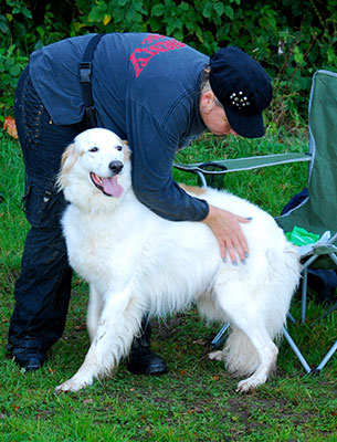 Dog being brushed