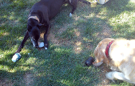 Cool dogs in the shade