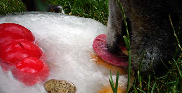 Enjoying a kong ice surprise