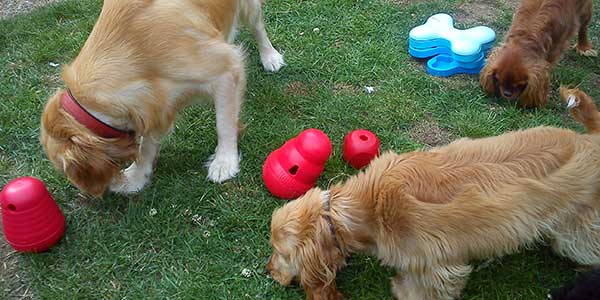 Dogs enjoying meal time