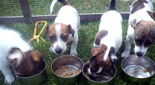 Lots of puppies!