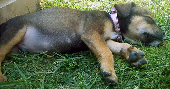 A sleepy puppy