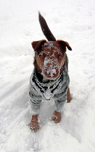Fred in the snow